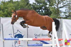 Sologn'Pony National Pfs Poney As