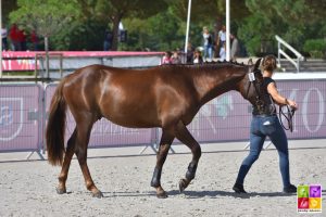 Sologn'Pony National Pfs Poney As