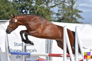 Sologn'Pony National Pfs Poney As