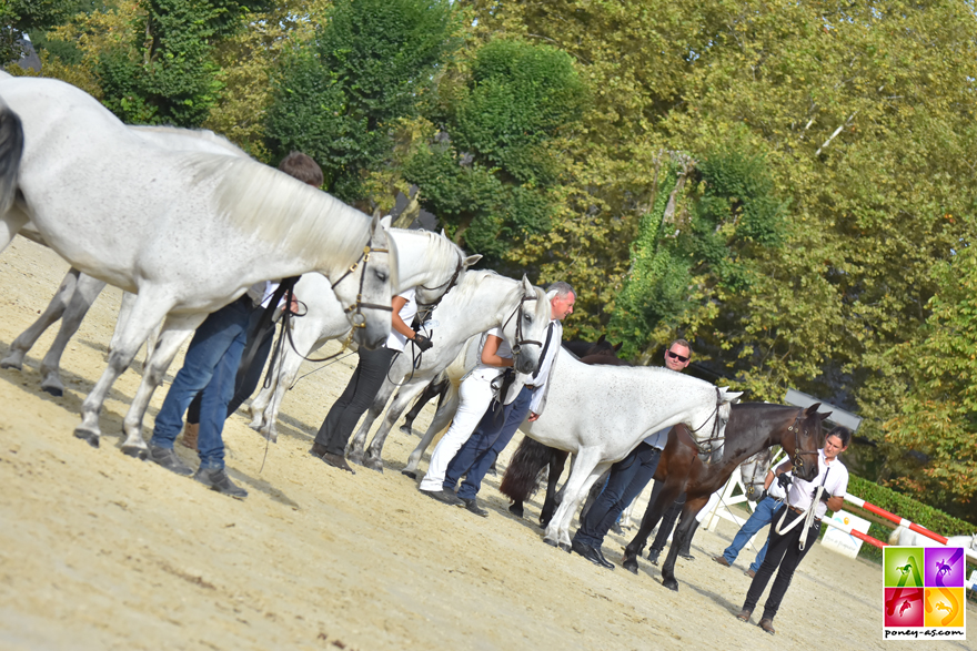 National Connemara Poney As