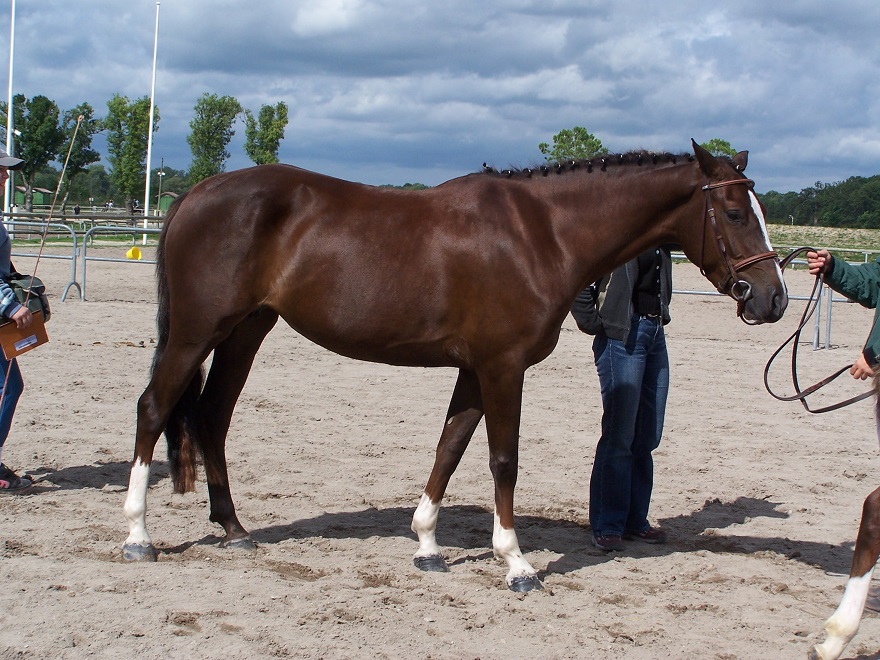 Pin Up de Blonde, championne des poulinières au Sologn'Pony 2006 - ph. Pauline Bernuchon