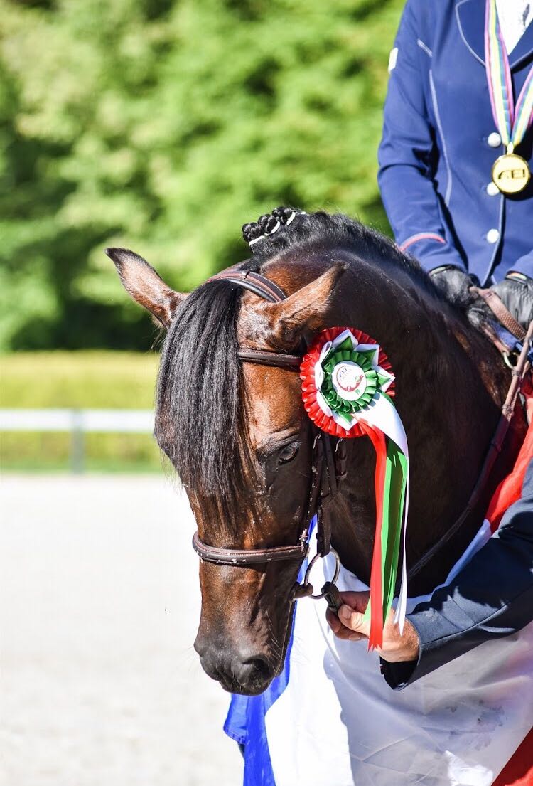 O Ma Doué Kersidal, champion d'Europe sous la selle de Lisa Gualtieri est indicé 158 - ph. coll. Gualtieri