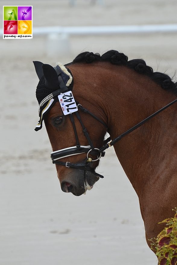 Le meilleur indice 2017 de Dressage (IPD 170) revient à Romario Luna - ph. Pauline Bernuchon