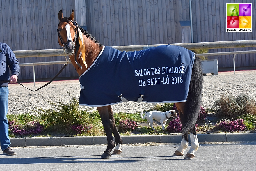 Tout comme Dexter, Quabar des Monceaux était invité d'honneur au Salon de Saint-Lô - ph. Poney As