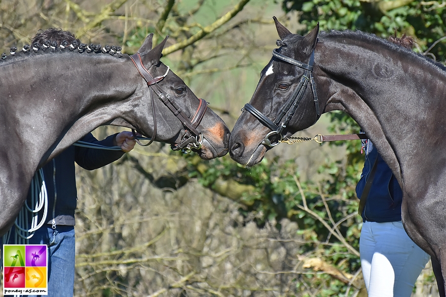 Welcome Sympatico SL et son petit fils Usandro Tilia Derlenn - ph. Pauline Bernuchon