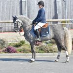 Etalon Poney Sport As 2018