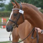 Etalon Poney Sport As 2018