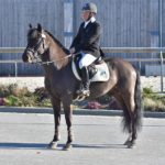 Poney as étalon sport 2018