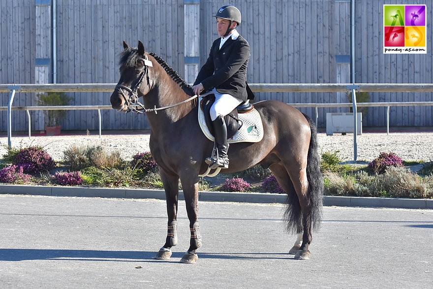 Poney as étalon sport 2018