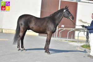 Etalon Poney Sport As 2018