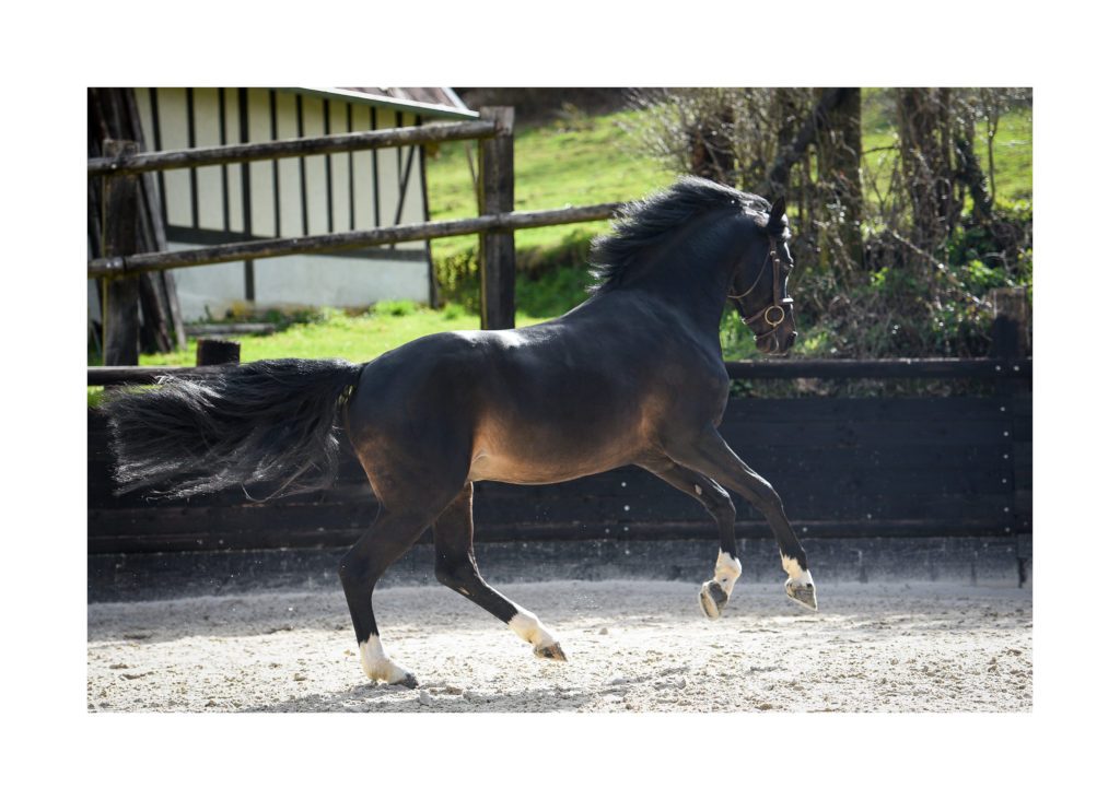 orchard stallion pony sport