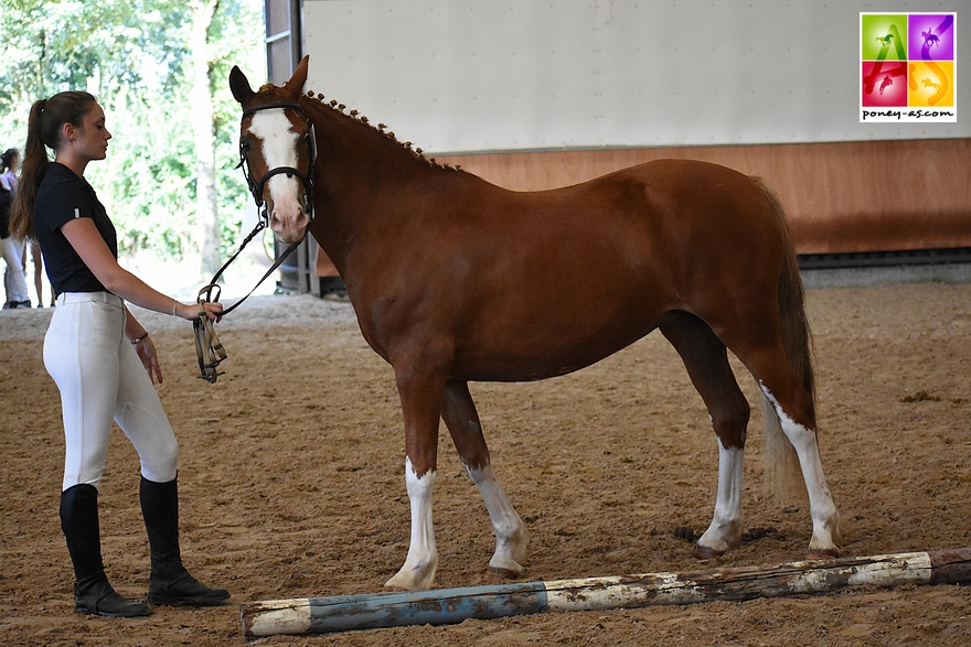 Fortuna Jarrouie - ph. Poney As