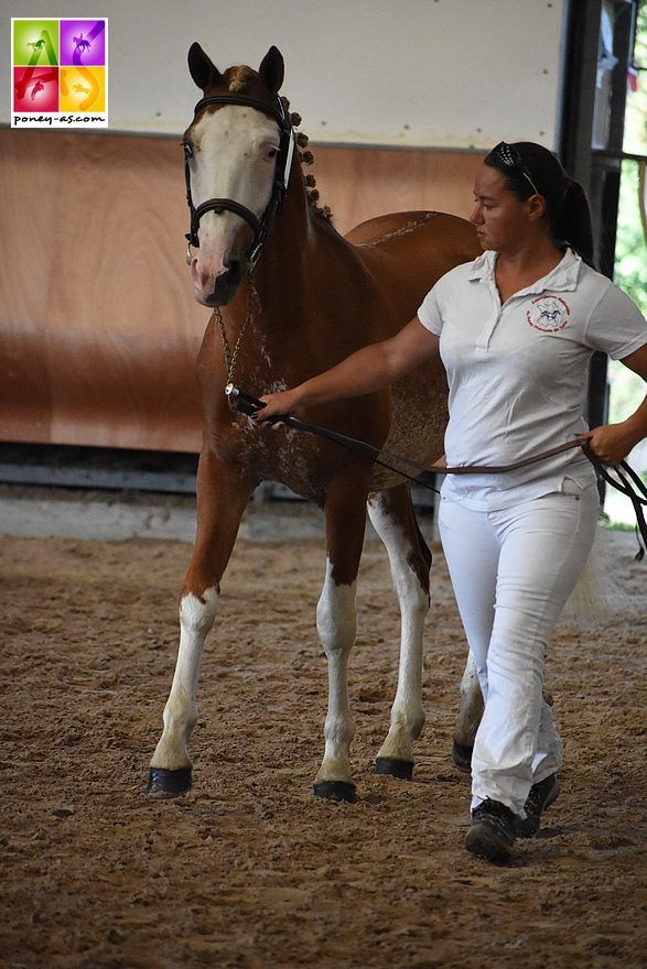 Goldwyn d'Embets - ph. Poney As