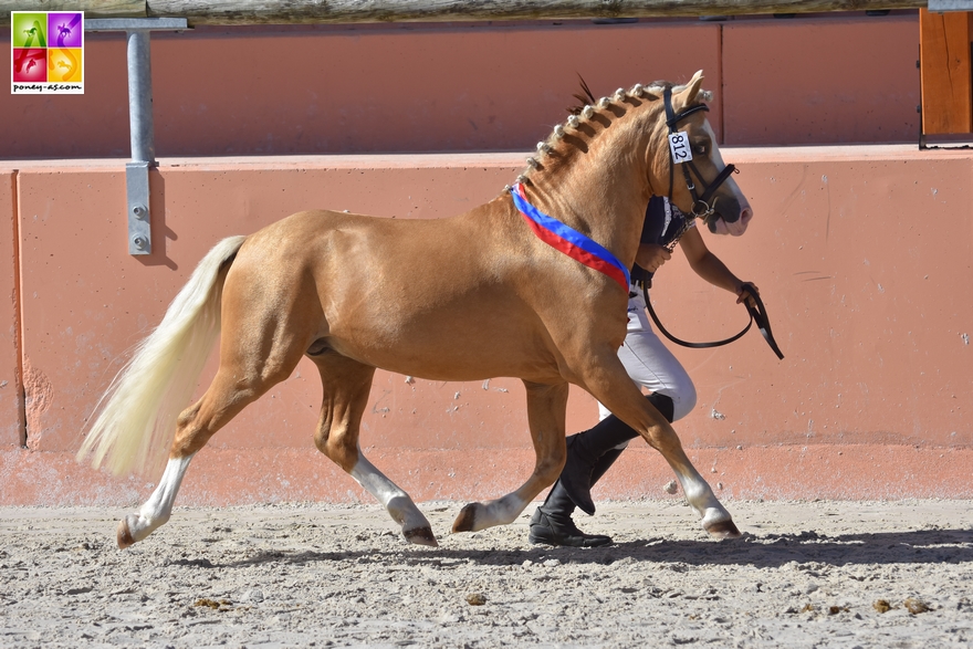 Elboy d'Envie, étalon Welsh