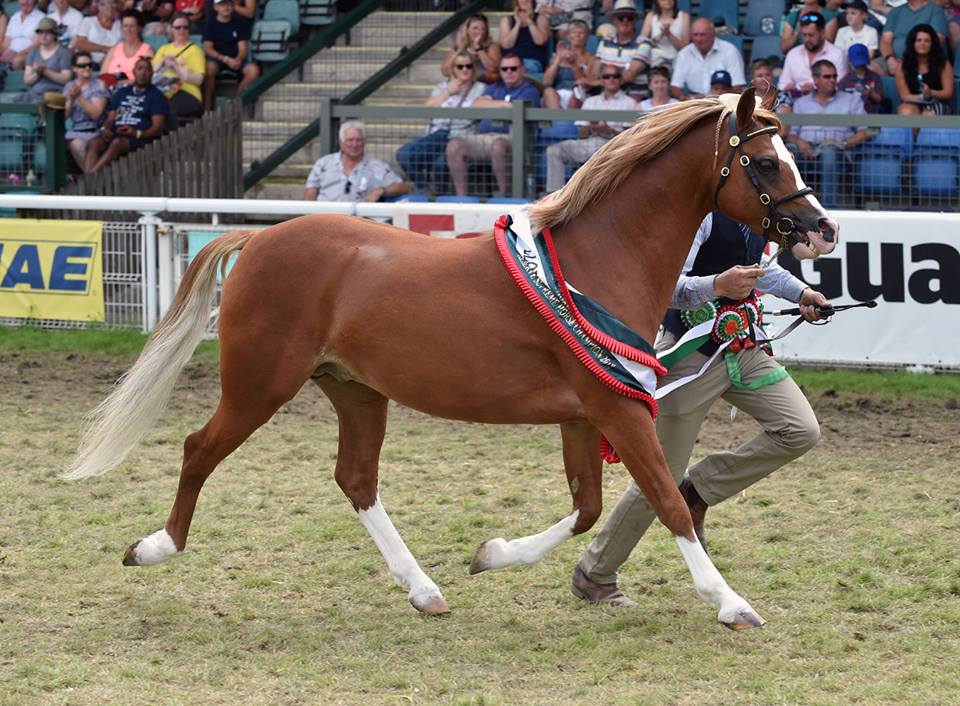 RWS 2018 welsh pony