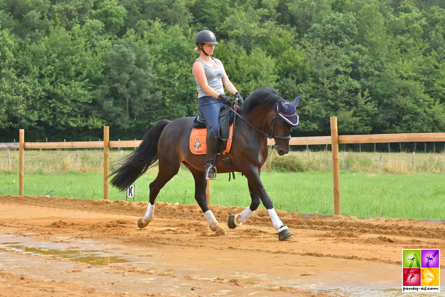 Orchard NLPoney As welsh étalon