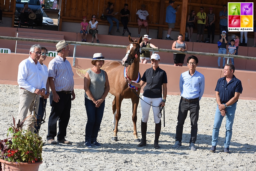 Fenix du Ruisseau, champion des hongres de 3 ans poneys de sport et champion Suprême - ph. Poney As