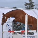 National Pfs 2018 Sologn'Pony