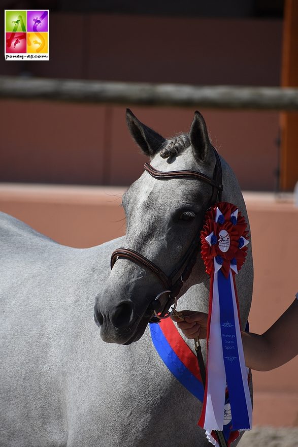 Foxy Lady DMB, championne des femelles de 3 ans poneys de sport - ph. Poney As