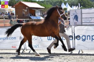 Finale des Champions Welsh Sologn'Pony 2018 Poney As