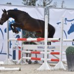 National Pfs 2018 Sologn'Pony