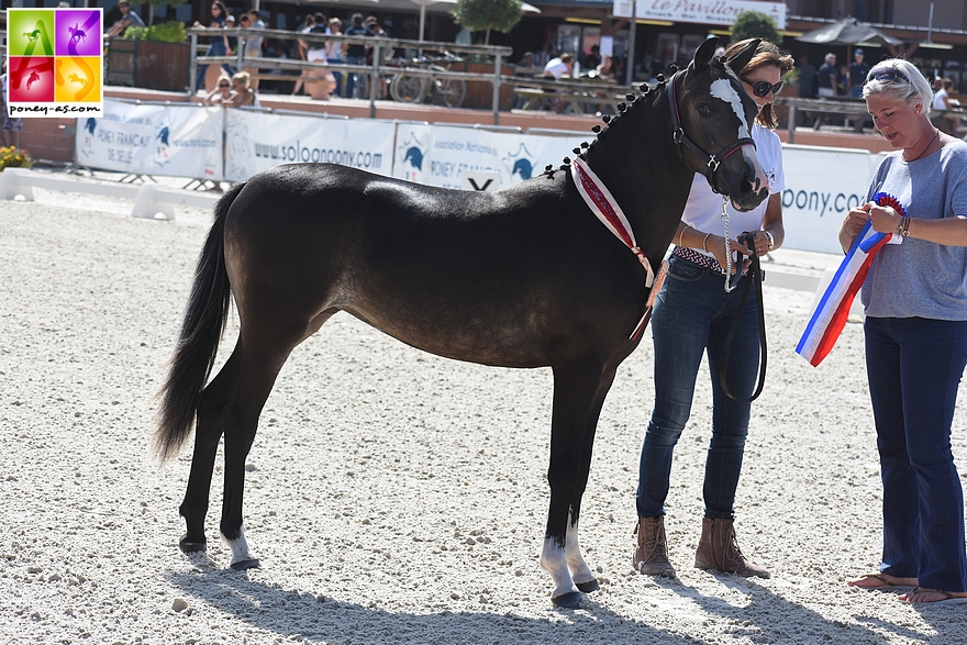 Hopium'N Boni, championne Suprême des femelles Pfs - ph. Poney As