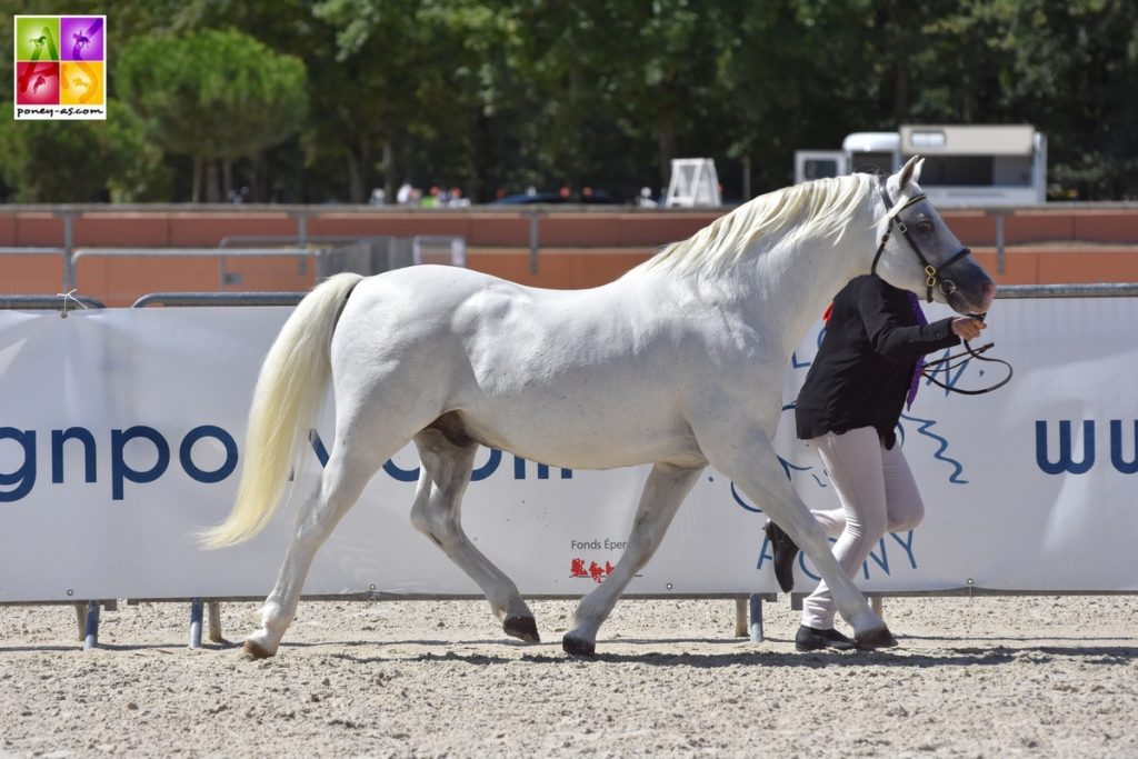 Finale des Champions Welsh Sologn'Pony 2018 - ph. Poney As