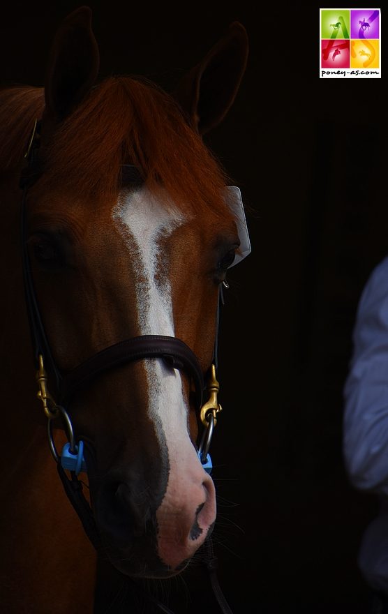 Quaprice d'Astrée (Ned) - ph. Poney As