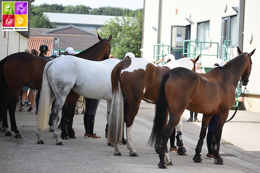 Team Irlande Eventing - ph. Poney As