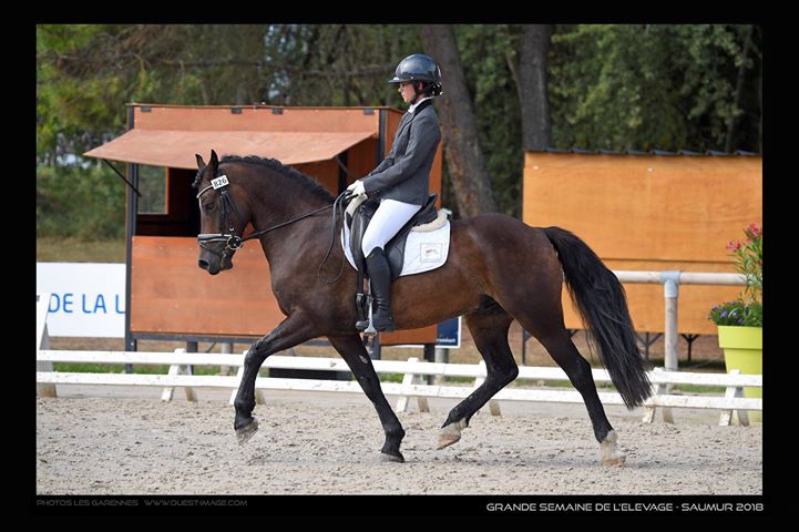 Druide d'Héolan lors de la finale SHF de Dressage - ph. coll. privée