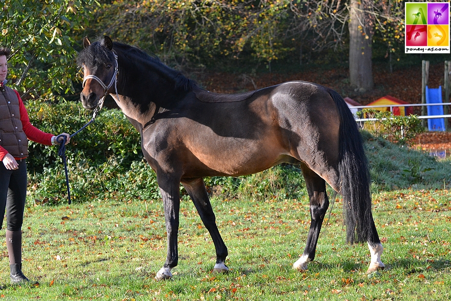 L'étalon Welsh Halifax présenté par l'Ecurie allemande Kastanienhof en 2013 - ph. Poney As