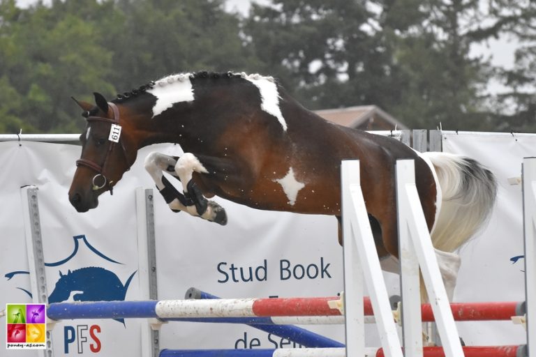 Extrazia de Caux dans la finale des femelles de 3 ans Pfs - ph. Poney As