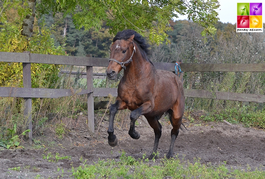 Kantje's Carlando en 2012, chez lui à Zeeland - ph. Poney As