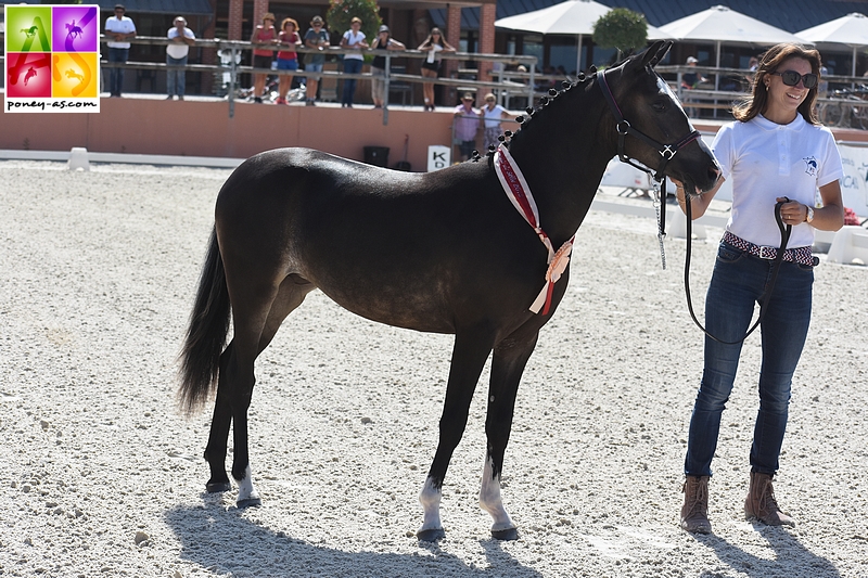 Hopium’N Boni, championne Suprême des femelles Pfs 2018 - ph. Poney As