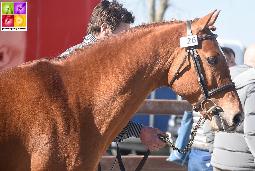 Taaron des Charmes - ph. Poney As