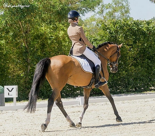 Chloé Gualtieri et Virtuose Teakitina sont en tête du Grand Prix de Vernoil-le-Fourrier après le Dressage - ph. @df.photeguins