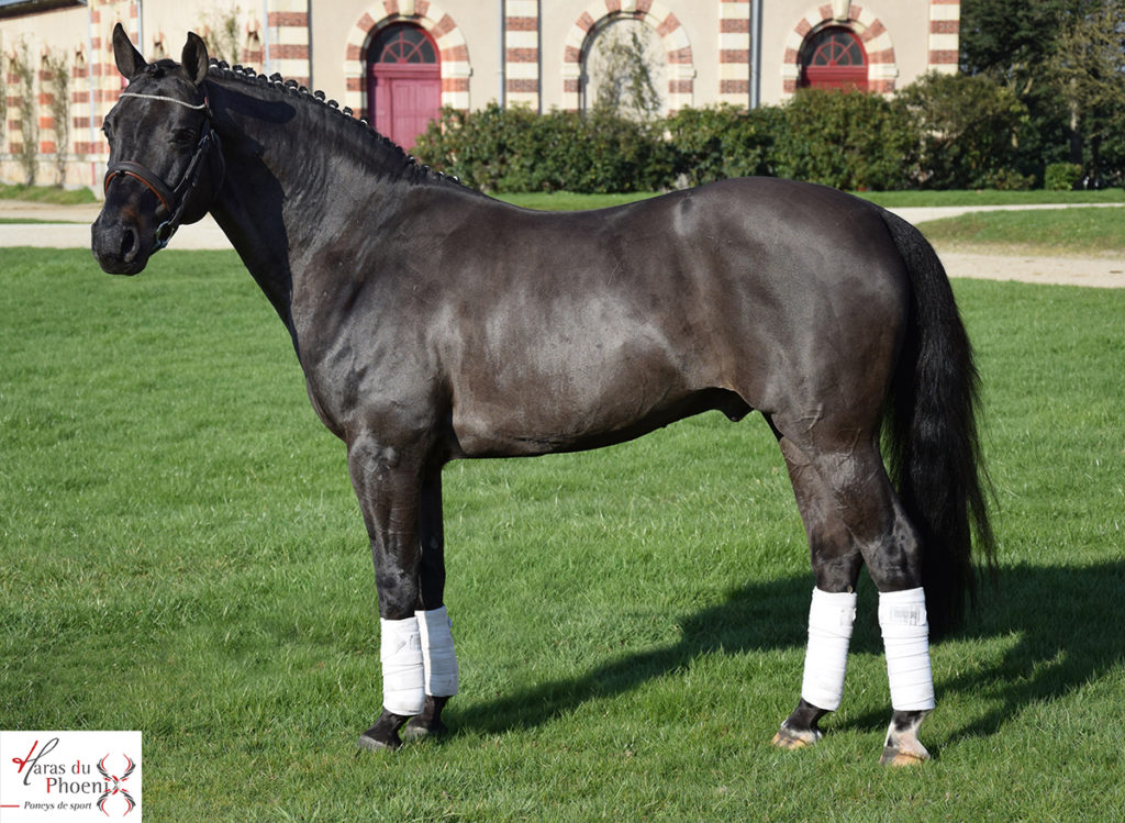 Usandro Tilia Derlenn - ph. Haras du Phoenix