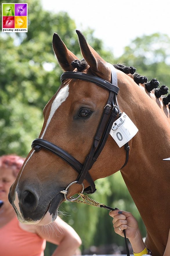 Lapislazuli (Grande-Bretagne) - ph. Poney As