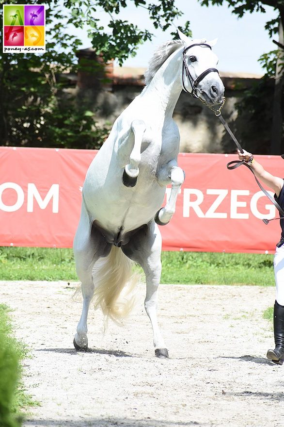 Rexter d'Or (Grande-Bretagne) - ph. Poney As