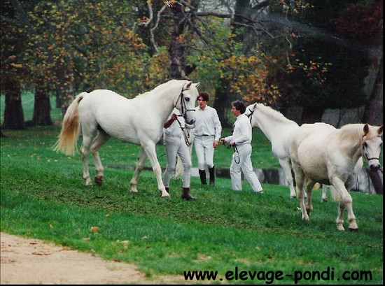 La lignée Pondi - ph. coll.