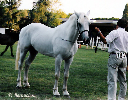 Apollon Pondy au National Connemara de Poitiers - ph. Poney As