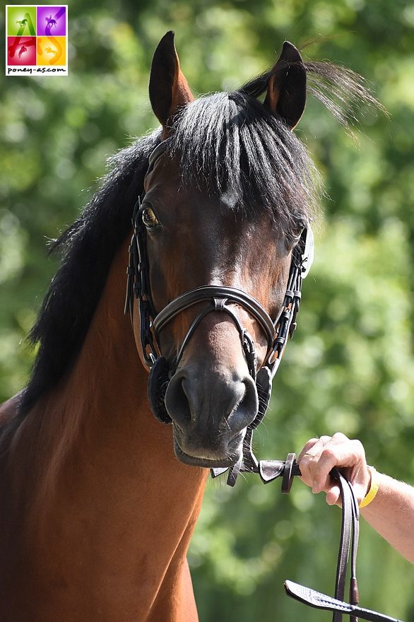 Zeppe van de Ijsseldijk SL - ph. Poney As