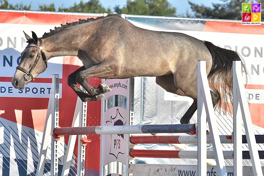 Galant des Champs, le vice-champion - ph. Poney As