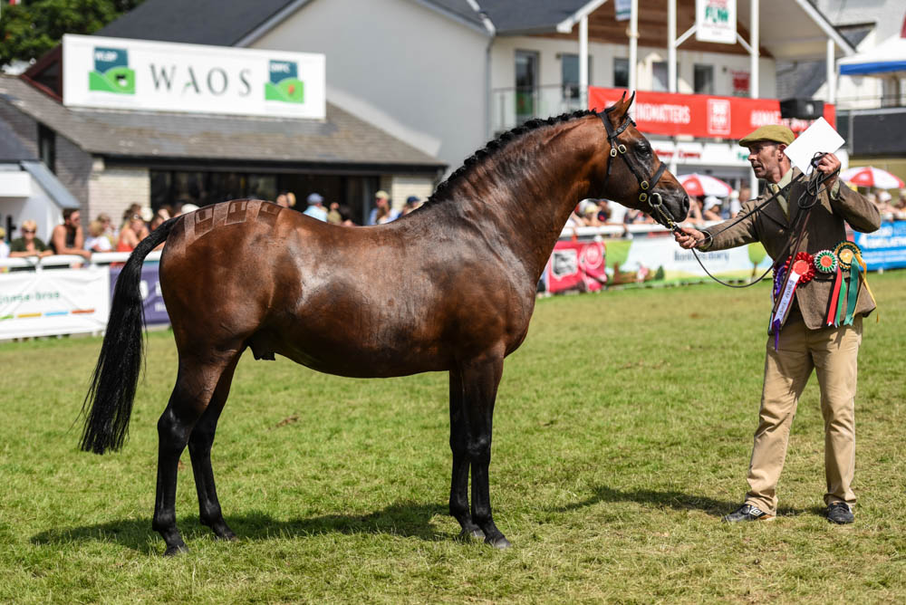 L’étalon de 6 ans Brookvale Celtic Isle, champion toutes catégories section Welsh part-bred – ph. coll. Equinepix