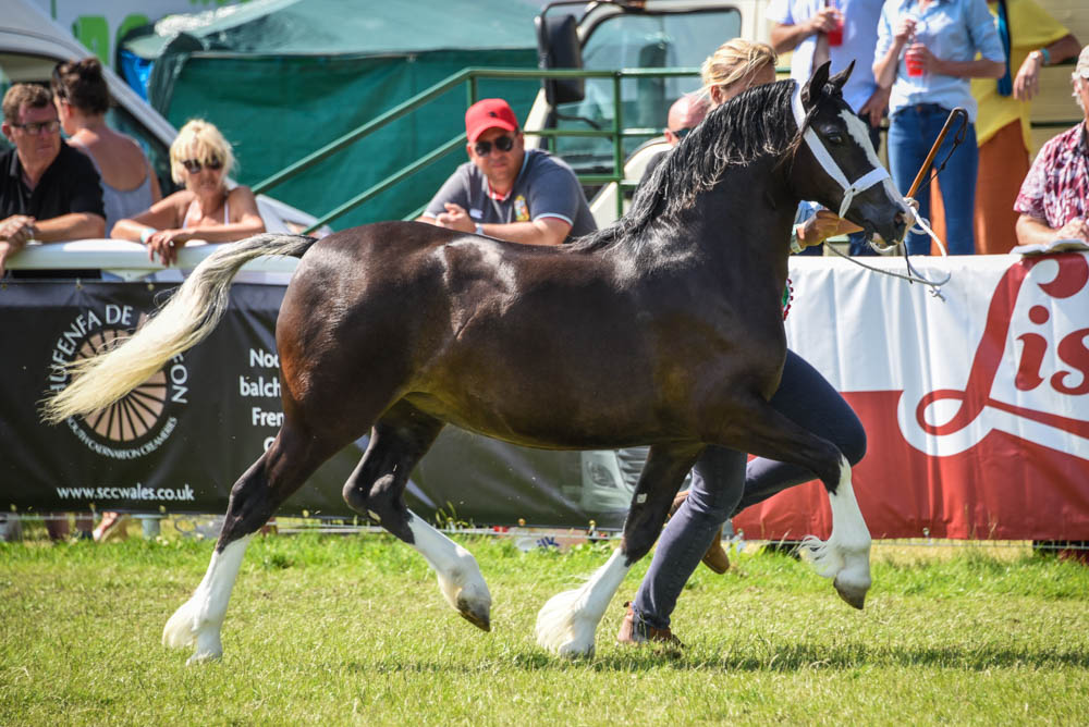 Brynseion Little Lush, femelle de 1 an, championne des Jeunes section C – ph. coll. Equinepix