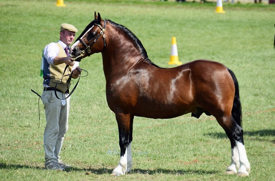 L’étalon de 14 ans Gwenllan Madoc, champion toutes catégories section C – ph. coll. Equinepix