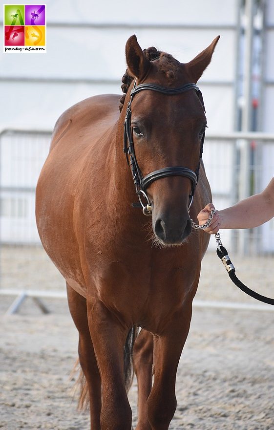 Heartbreaker O’Mallet, champion Suprême mâle - ph. Poney As