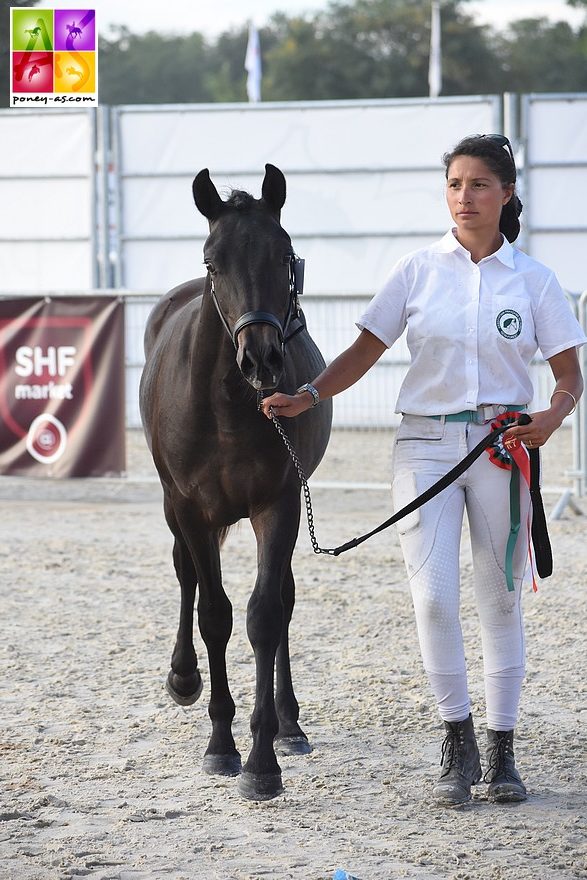 Itsybitsy de Gascogne, vainqueur de la classe des mâles d'1 an - ph. Poney As