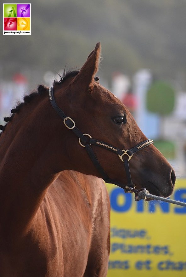 Julietta de Fegrol, 2e des foals et fille de la championne des poulinières Woodrow Delight's Dream - ph. Poney As