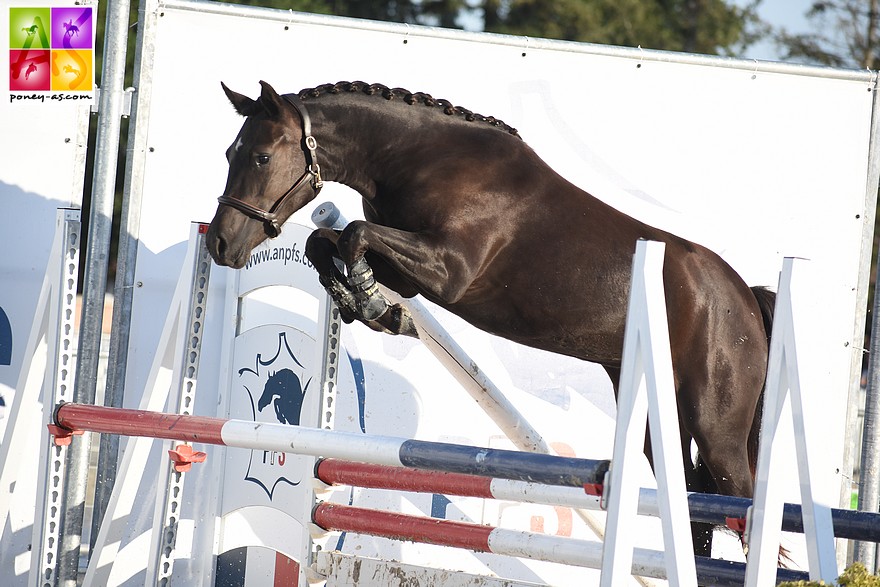 La championne des femelles de 2 ans Hollywood Love de Cé - ph. Poney As